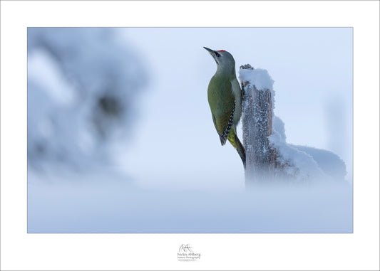 Gråspett i snö