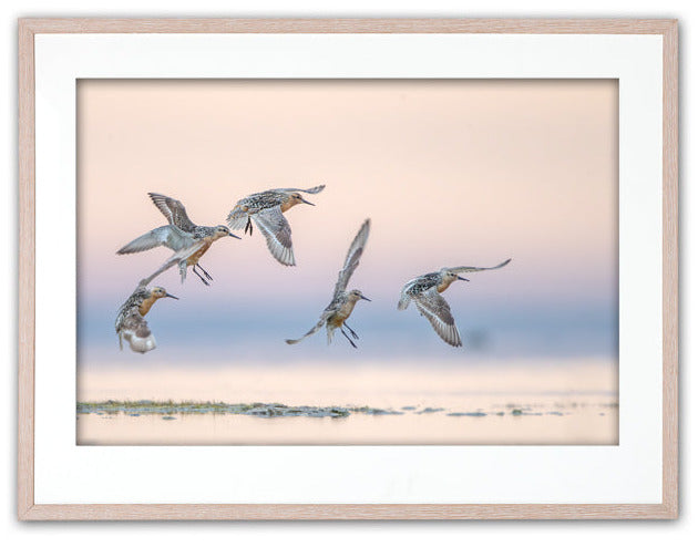 Red knots on a peachy morning (Kustsnäppa)