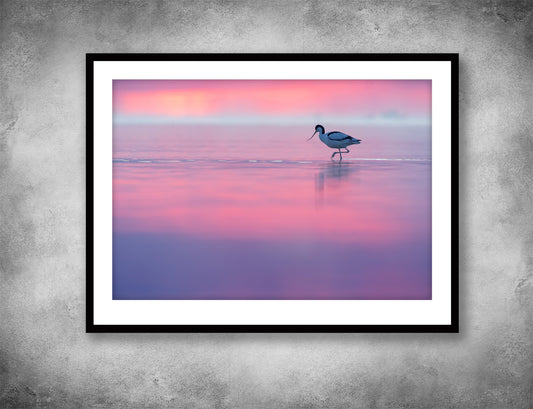Pink avocet