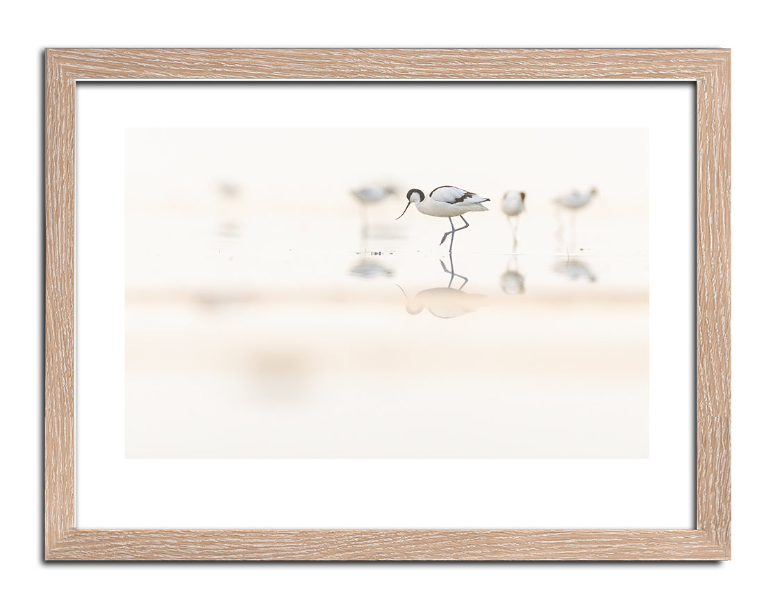 Avocets in the haaze (Skärfläcka)