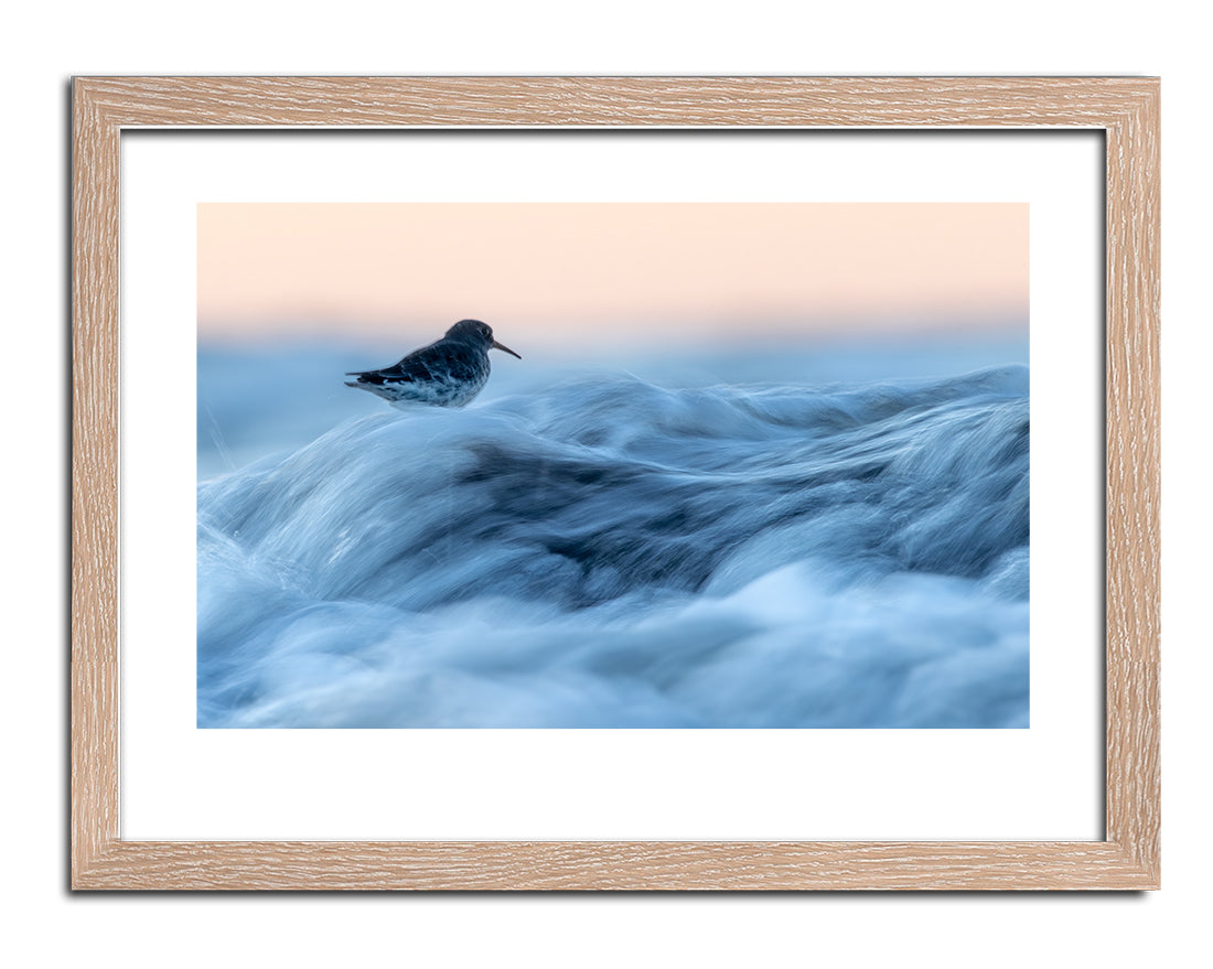 Wave chaser (Skärsnäppa)