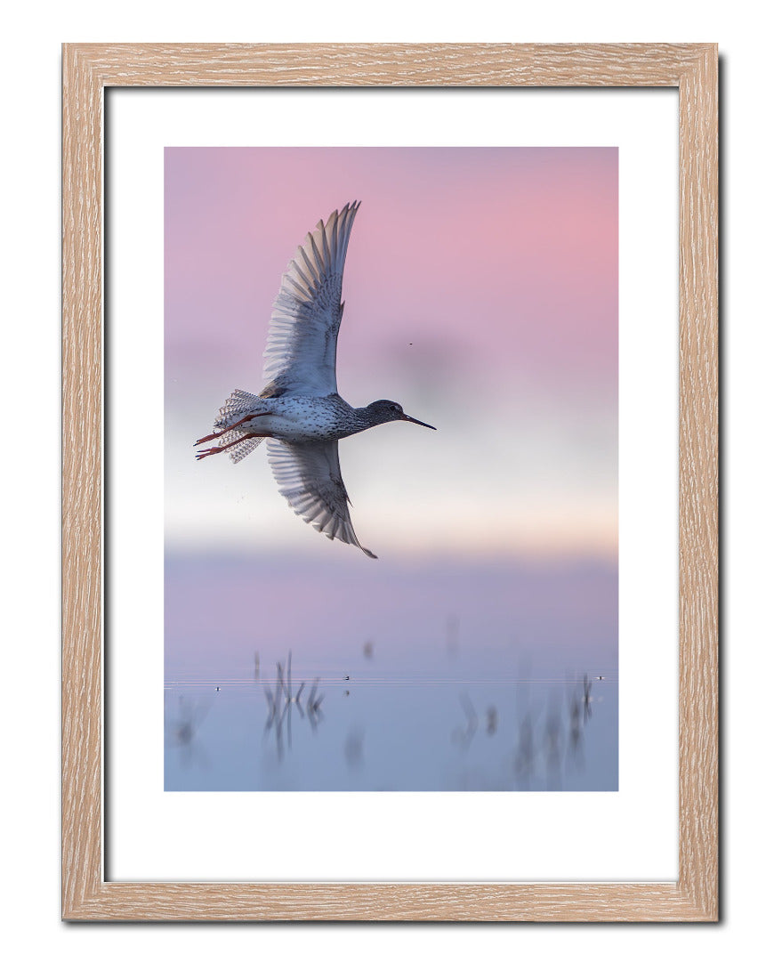 Purple flight (Rödbena)